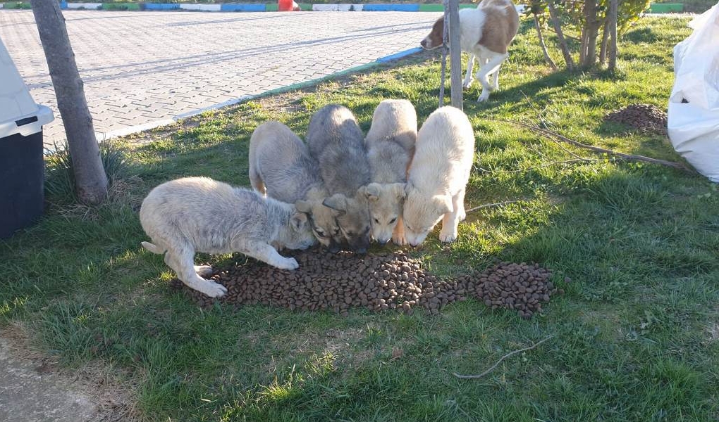 Tekirdağ Büyükşehir Belediyesi Sokak Hayvanlarını Unutmadı