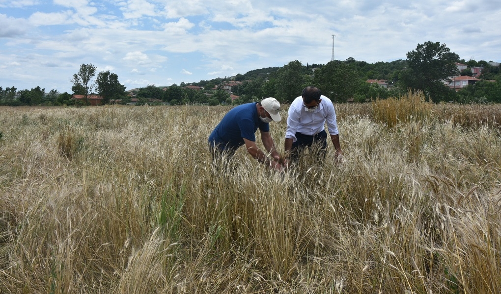 Buğdayın Atası Olarak Bilinen Siyez Buğdayını Yaygınlaştırma Çalışmaları Muratlı'dan Başladı