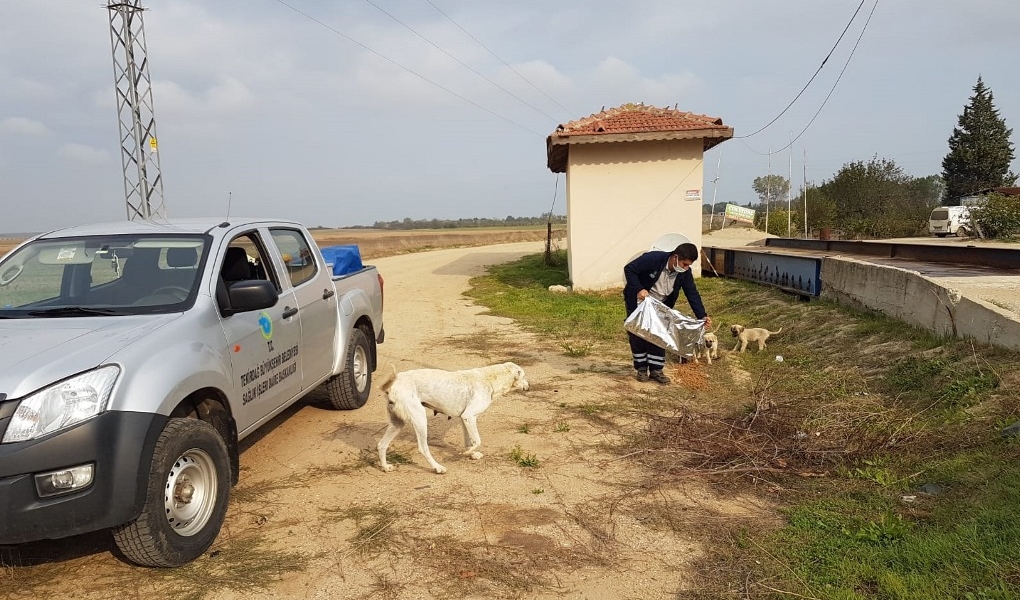 Tekirdağ Büyükşehir Belediyesi Sokak Hayvanlarını Unutmuyor